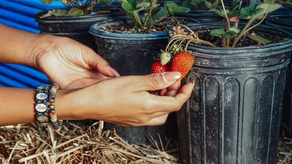 Quelle est la méthode la plus efficace pour cultiver des fraises en pots suspendus ?