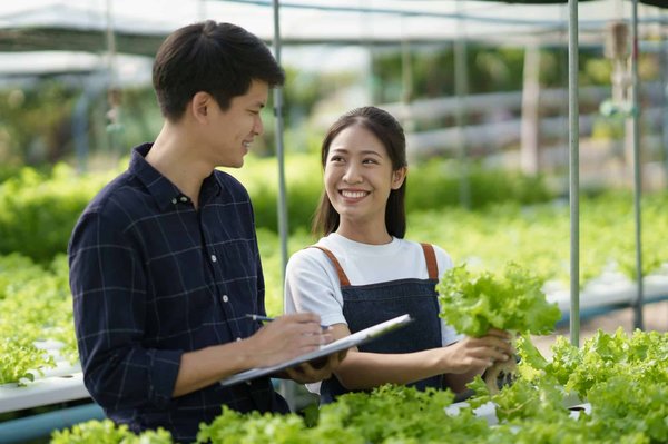 Comment créer un potager hydroponique dans une serre urbaine?