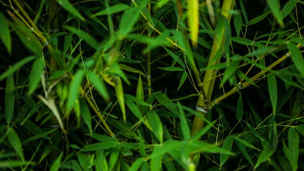 Élevez votre décoration avec le papier peint bambou élégant